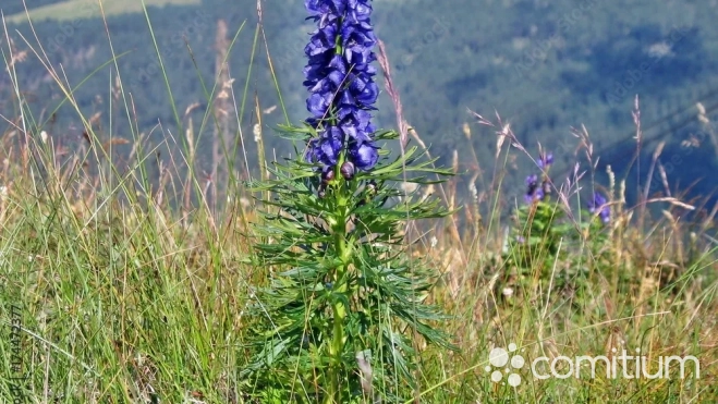 Acónito (Aconitum napellus)