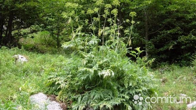 Api de Muntanya (Molopospermum peloponnesiacum)