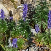Acónito (Aconitum napellus)