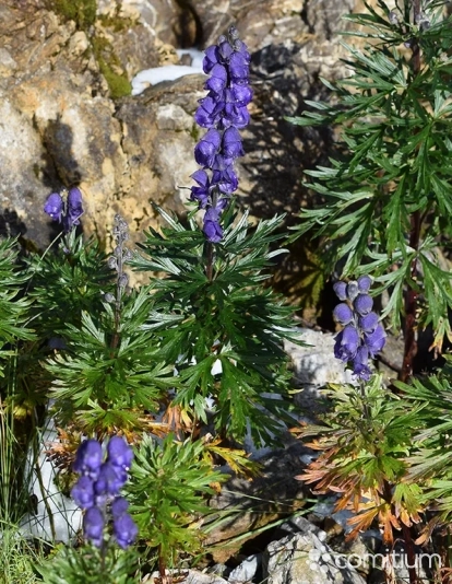 Acónito (Aconitum napellus)